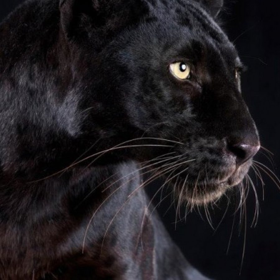 Черная пантера