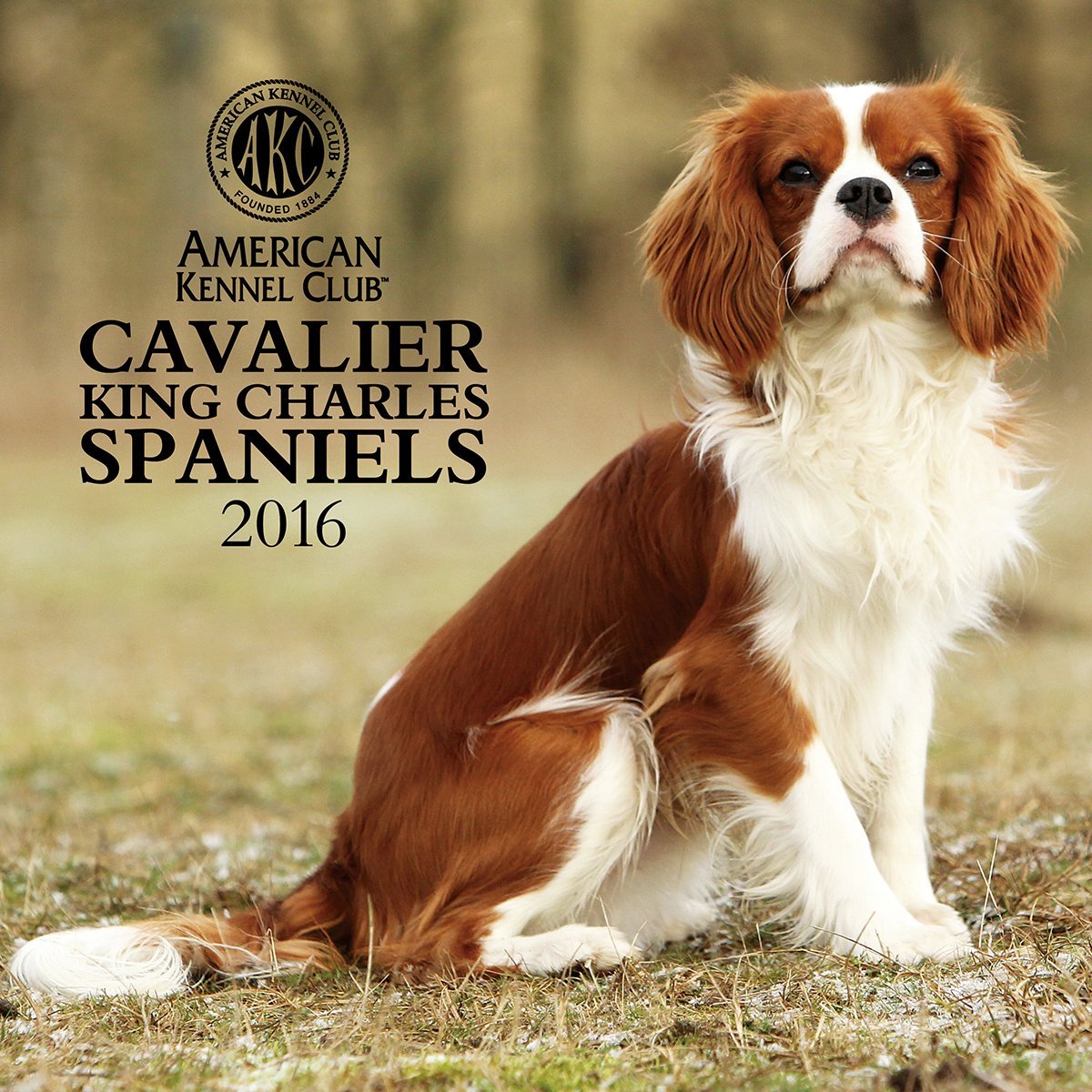 Кавалер Кинг Чарльз спаниель