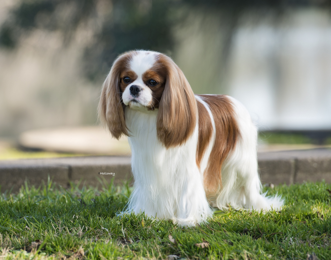 Принц Кинг Чарльз спаниель