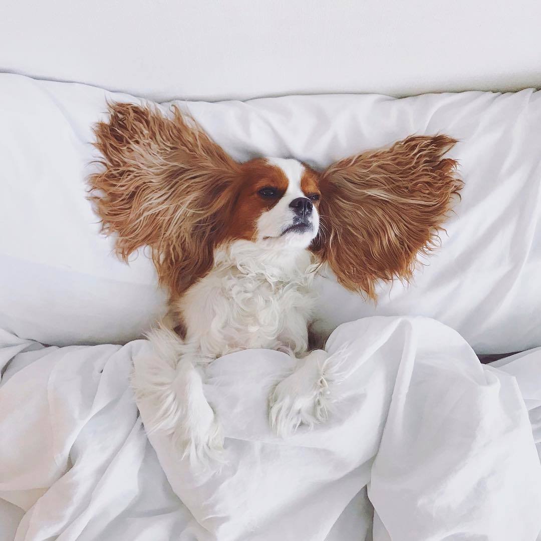 Кавалер Кинг Чарльз спаниель