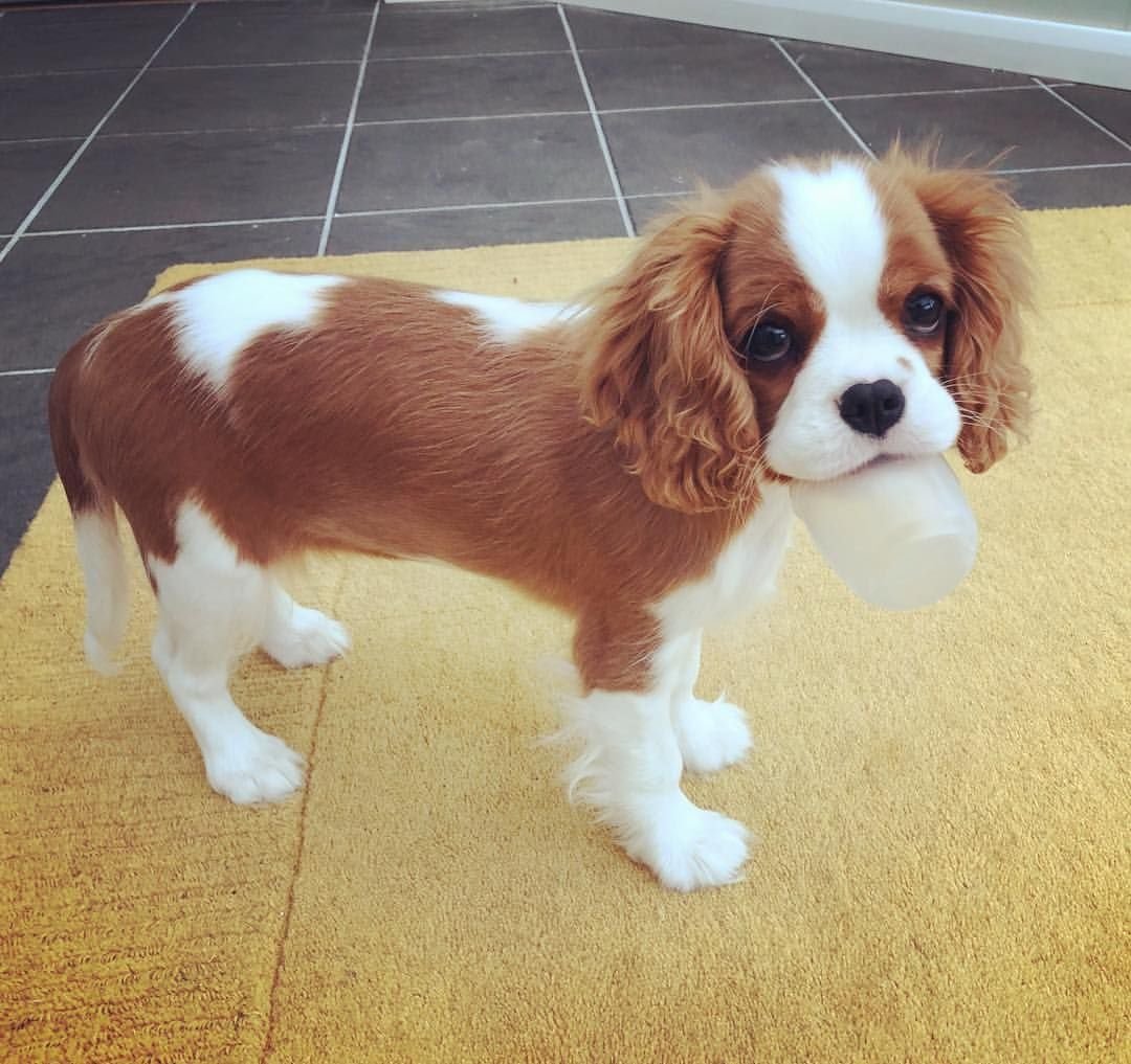 Кавалер Кинг Чарльз спаниель Рубин