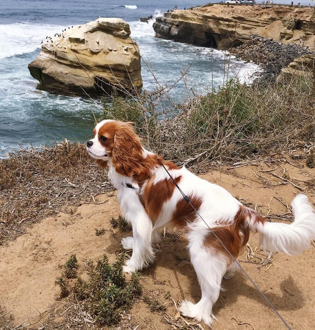 Кинг Чарльстон собака