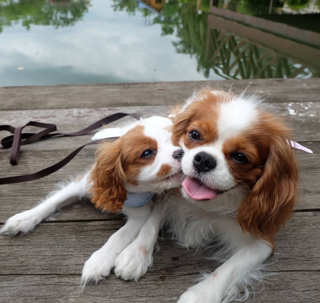 Королевский Кинг Чарльз