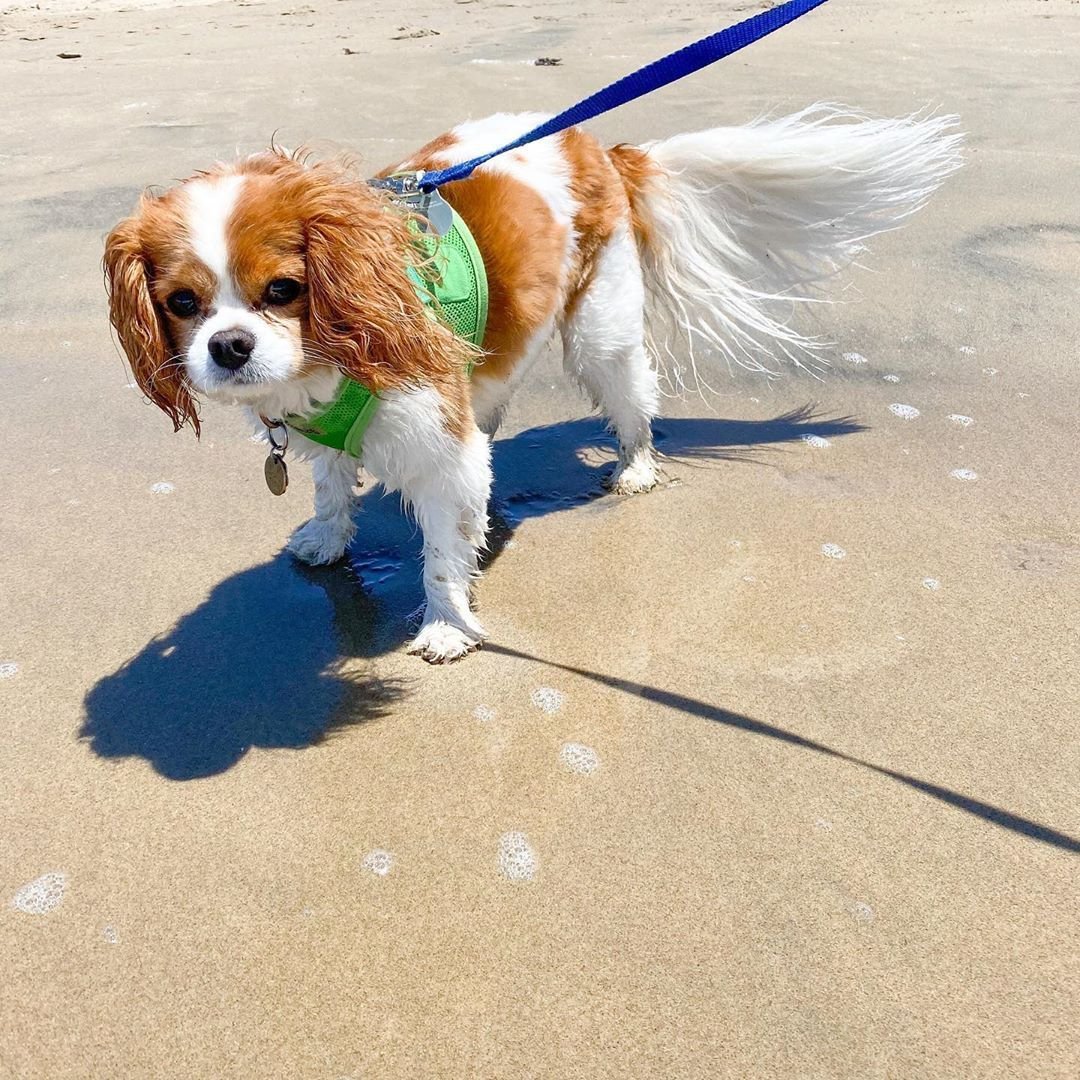 Ошейник для кавалер Кинг Чарльз