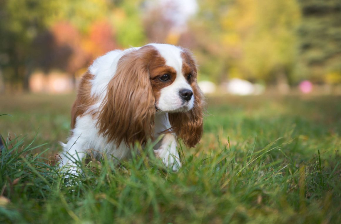 Кинг Чарльз спаниель