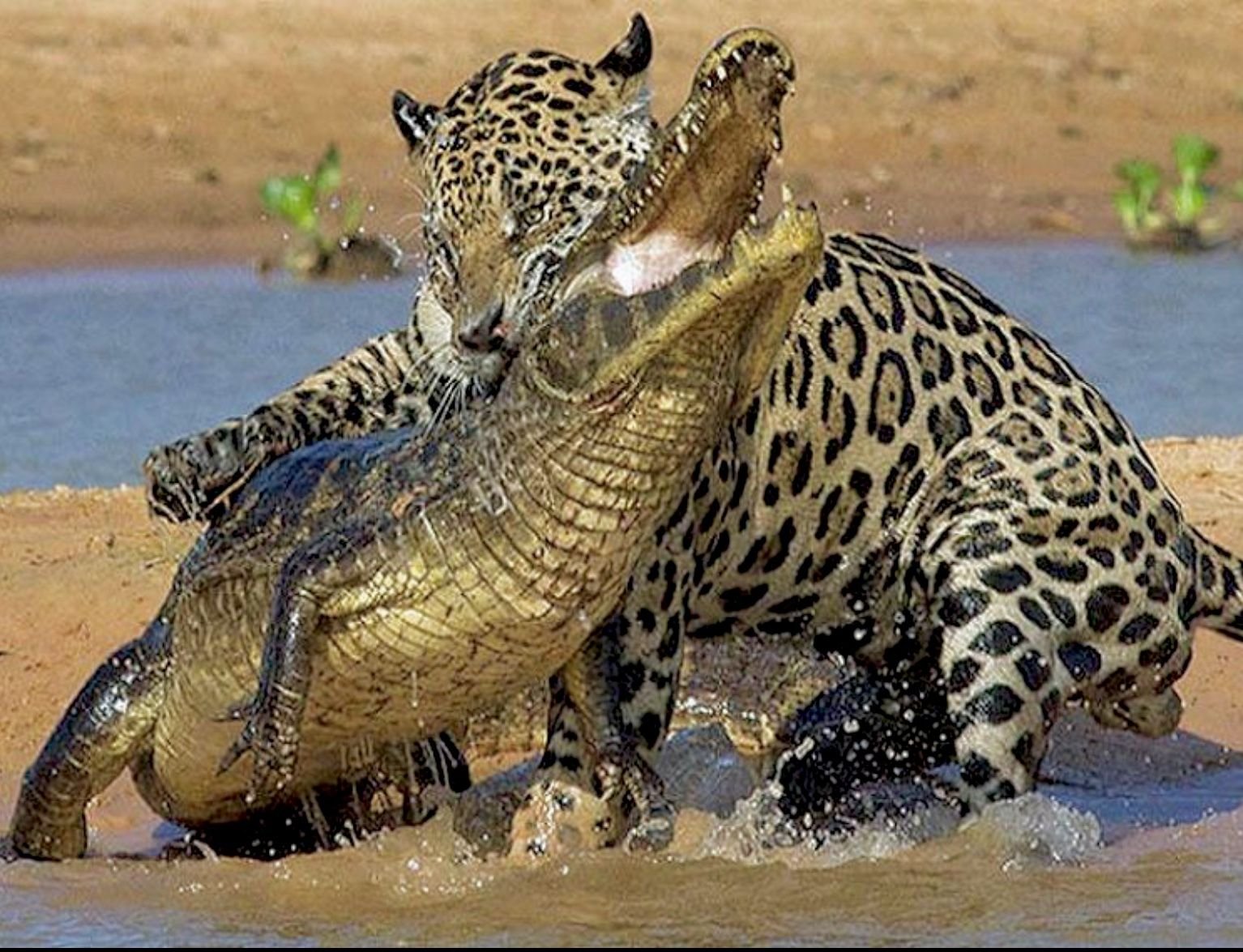 Схватка крокодилов. Ягуар против аллигатора. ИЯГУР И Кайман. Леопард против крокодила. Ягуар охотится на крокодила.