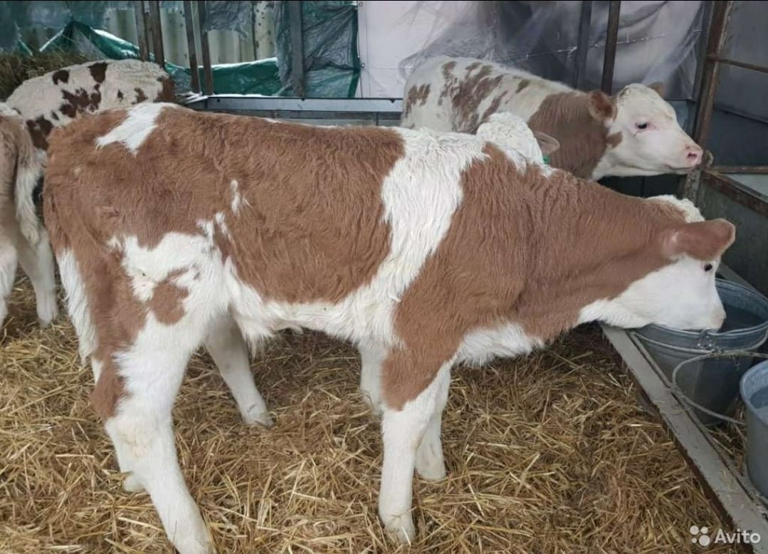 Порода сементалытелята