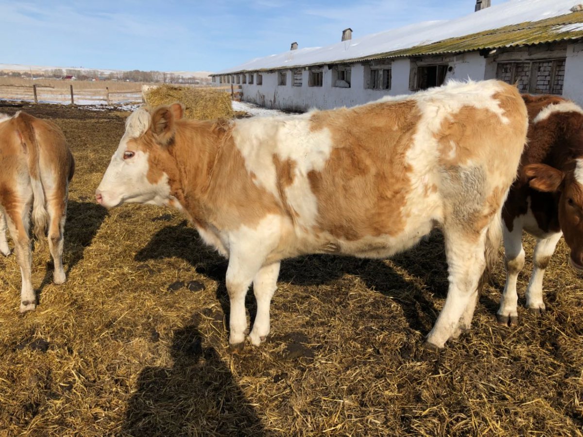 Симменталы нетели