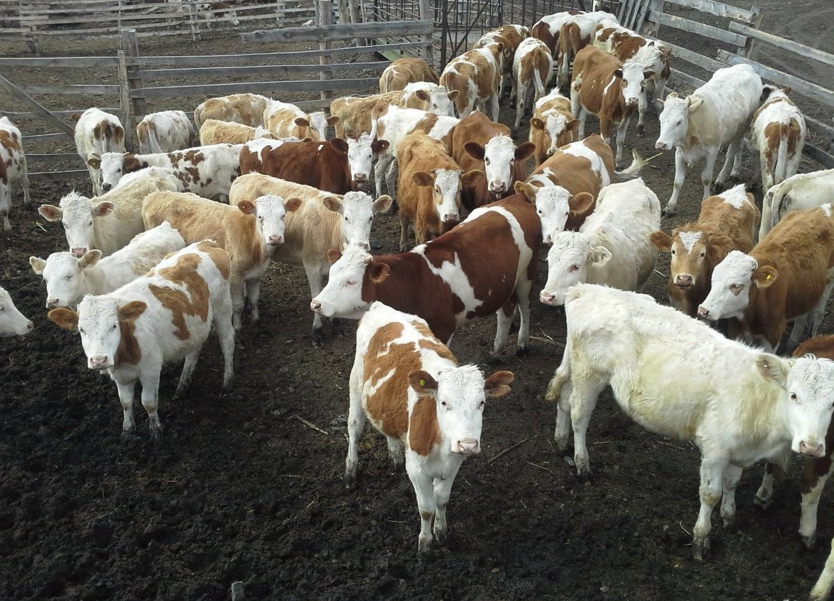 Порода Бычков симментал