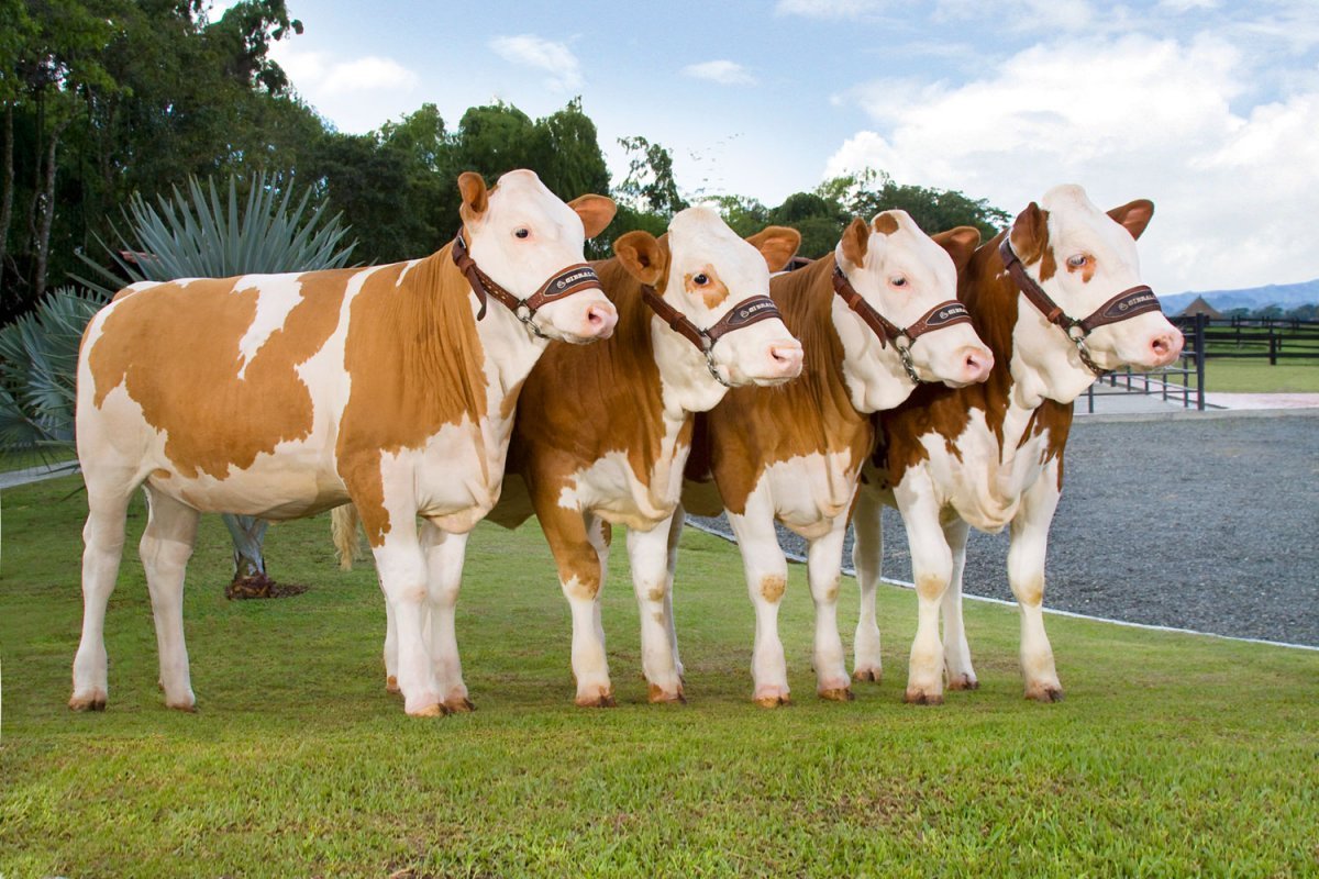 Симментальская порода коров