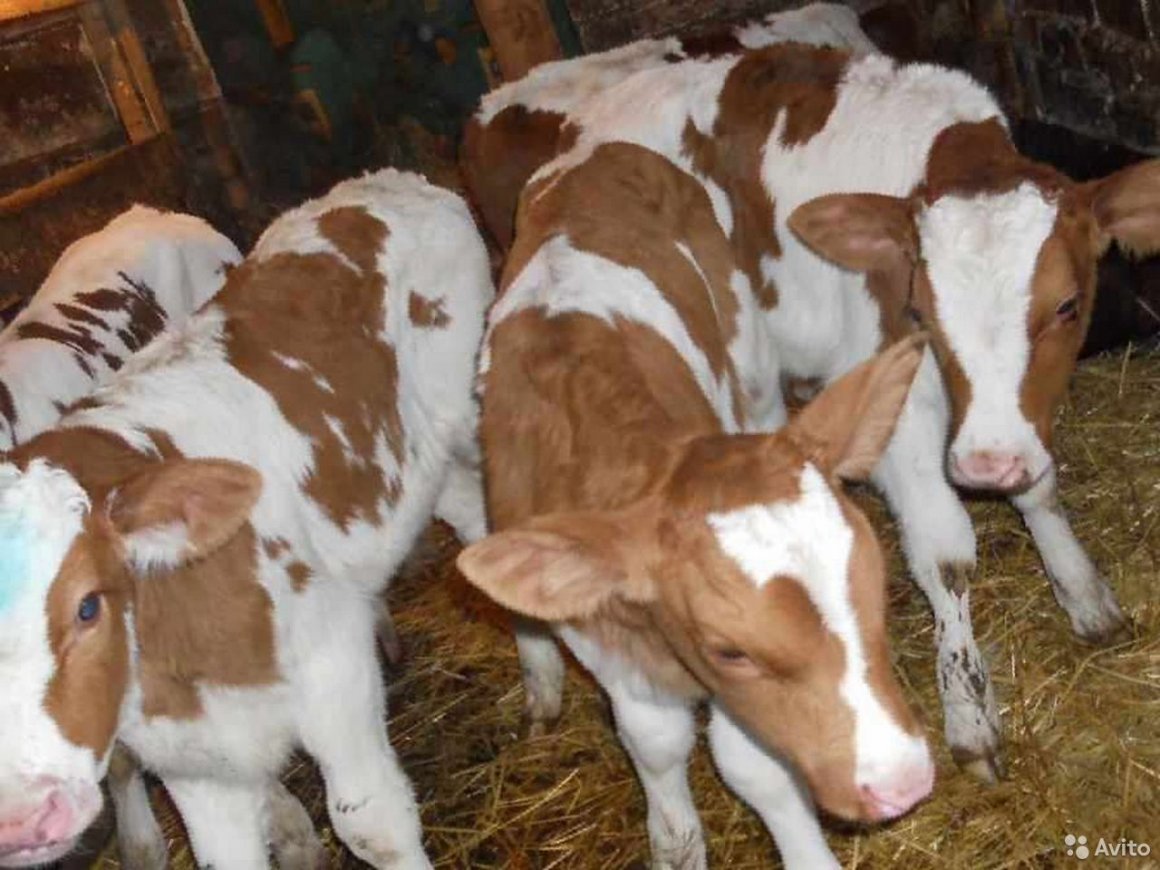 Симменталы бычки маленькие