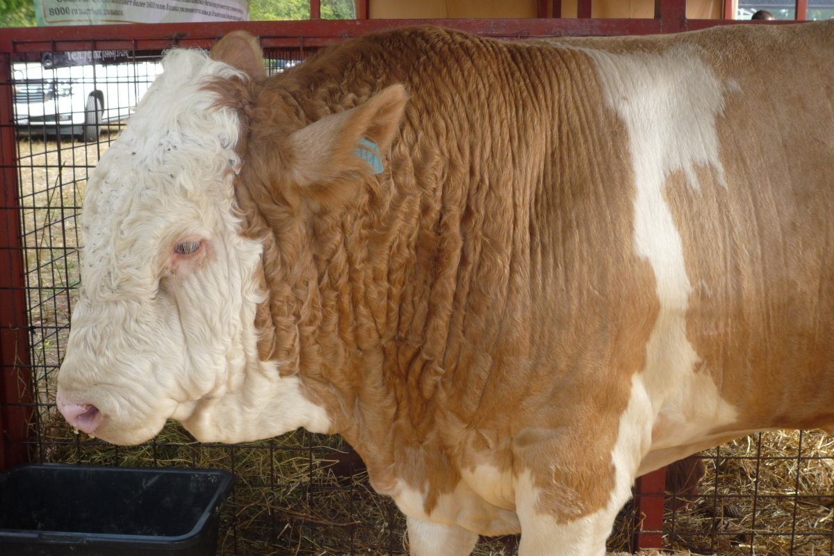 Бык симментал