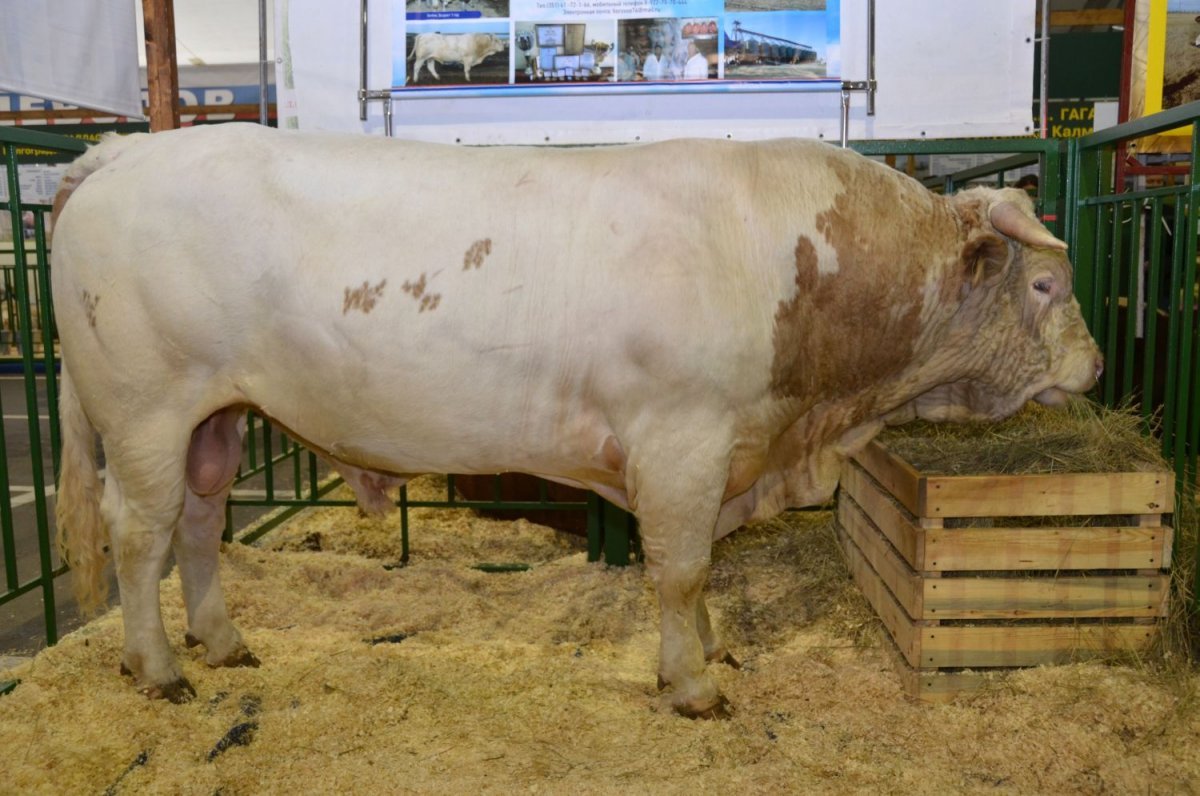 Быки породы симменталы