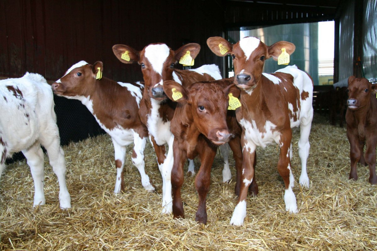 Молодняк КРС симментальской породы