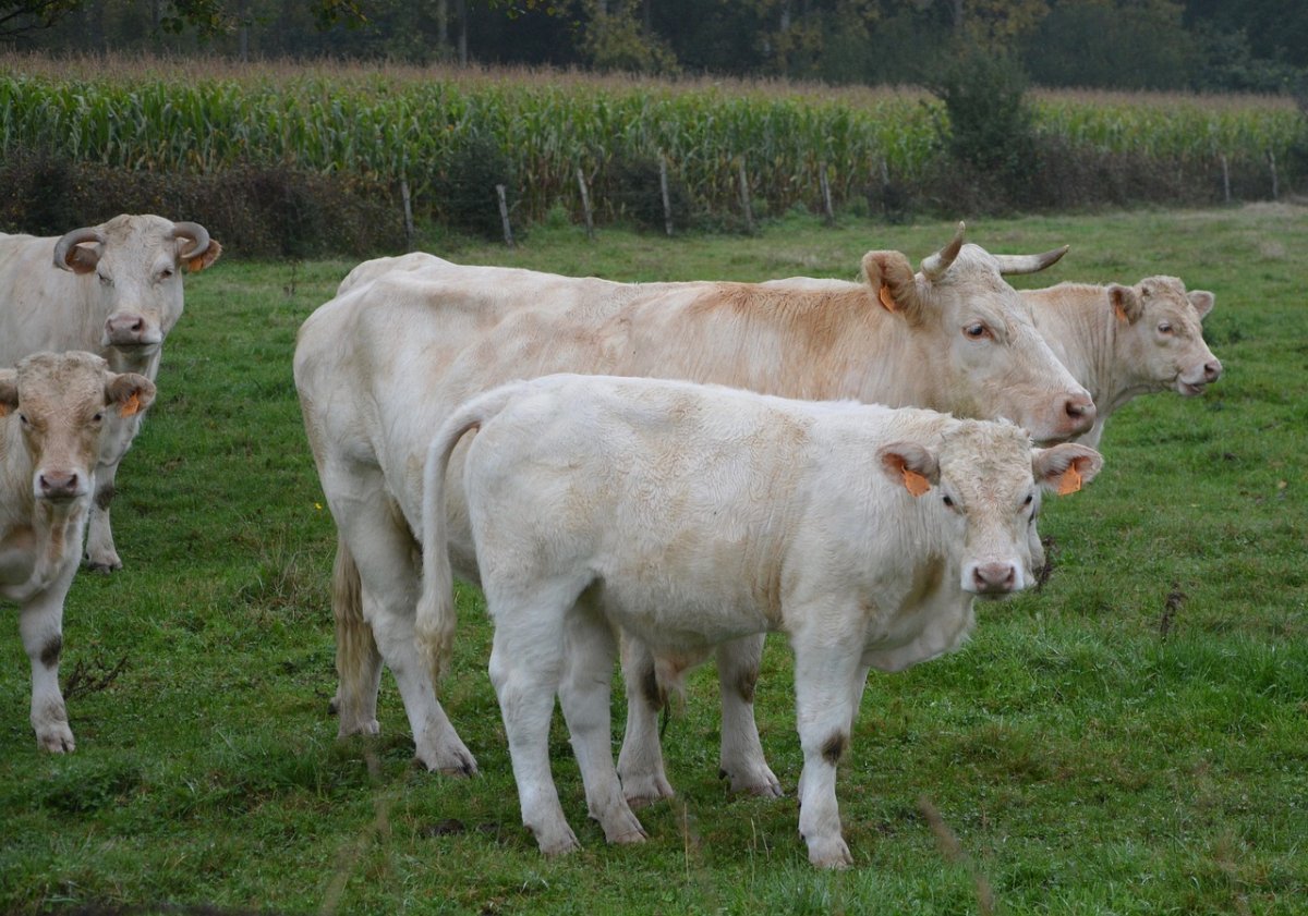 Канадская корова