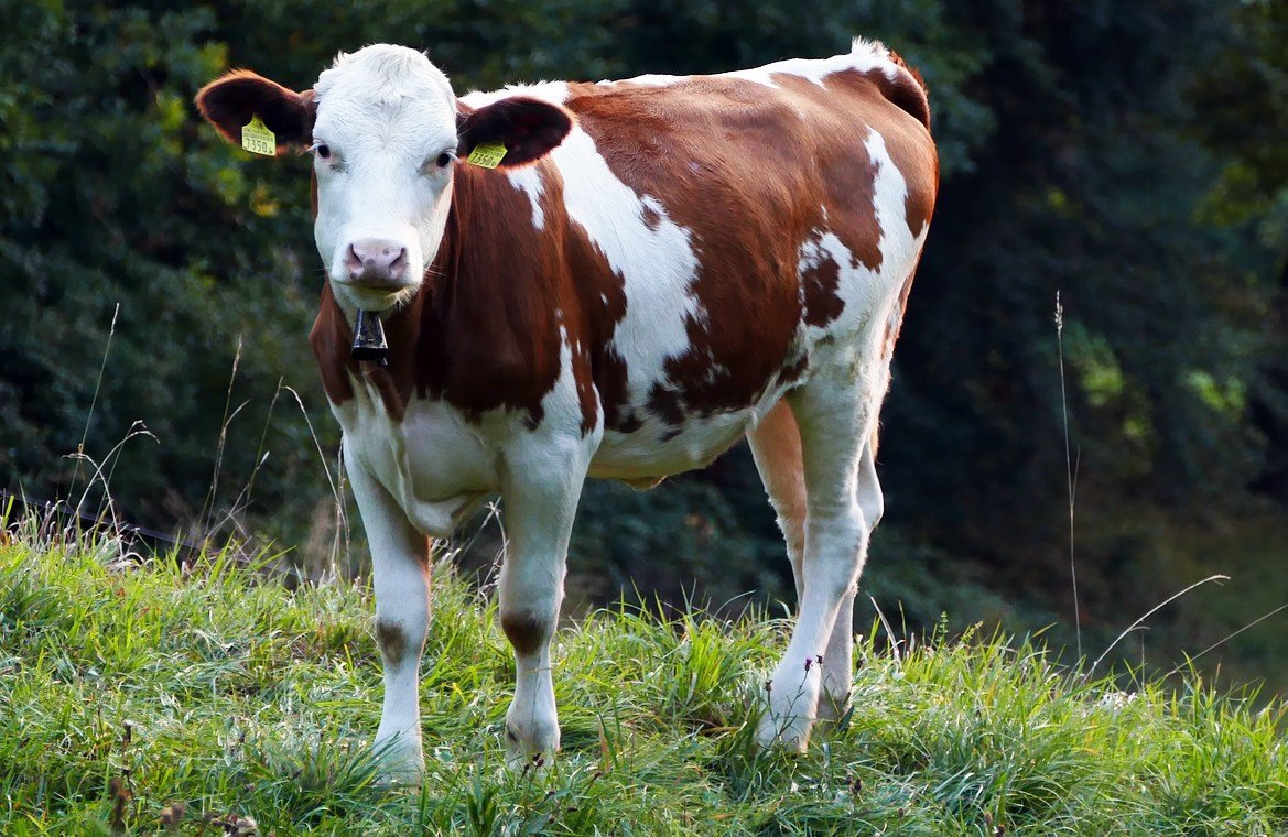Симментальская порода коров