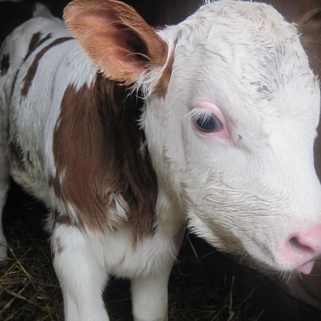 Сентиментальные телята