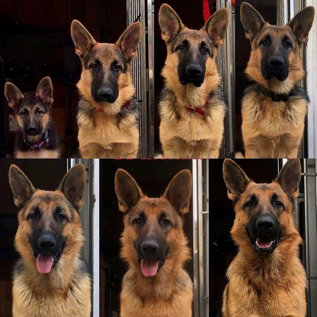 Немецкая овчарка по ме