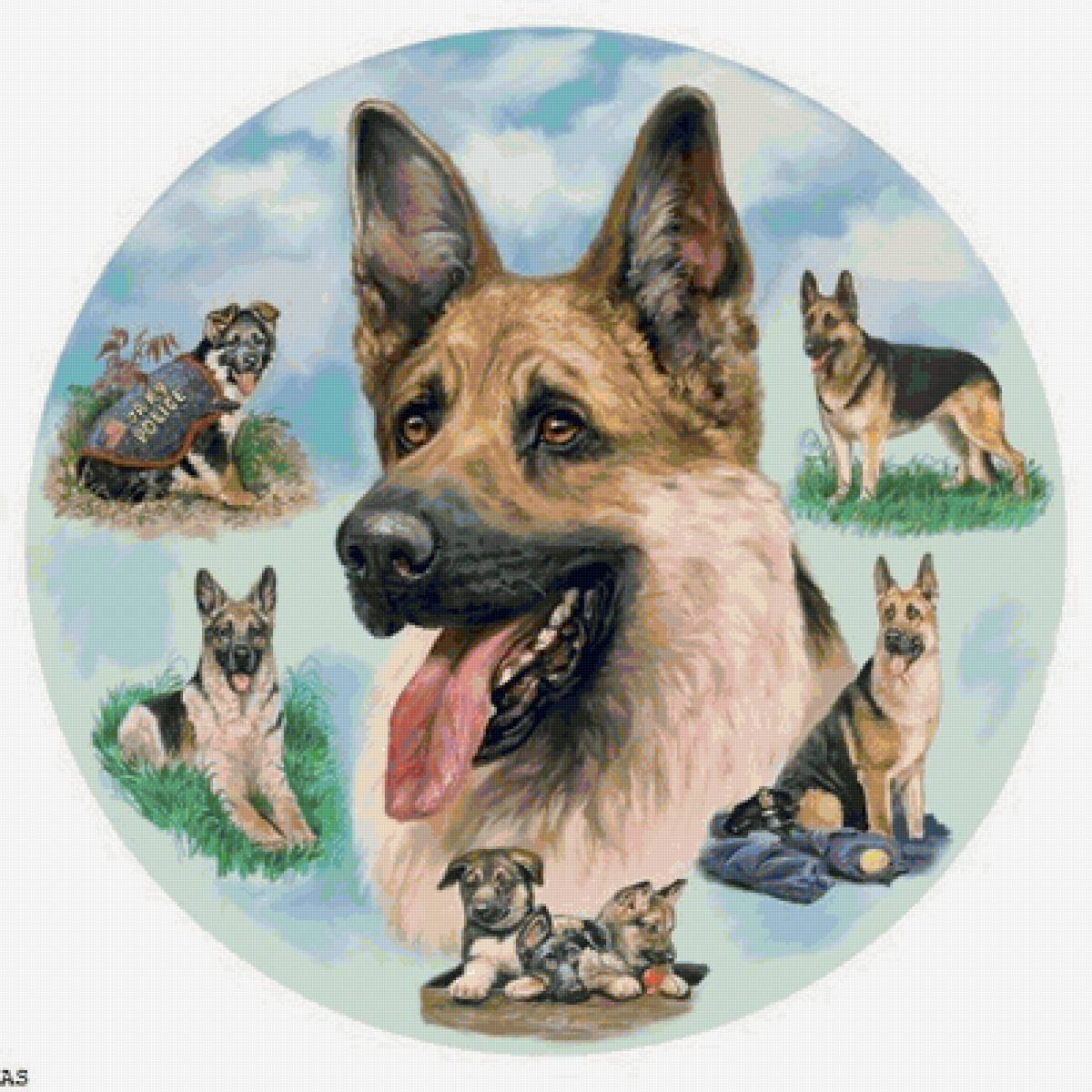 German Shepherd infographic