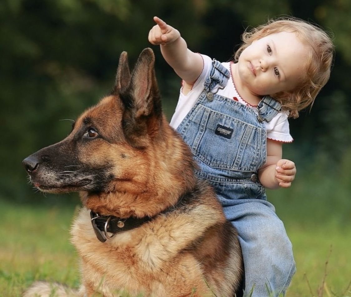 Немецкая овчарка с гетерохромией