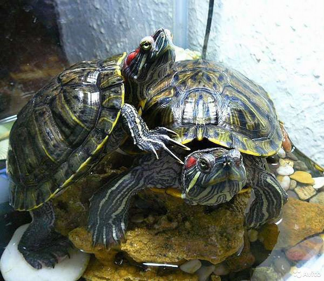 Самка красноухой черепахи