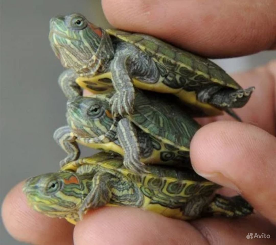 Красноухая черепаха самец и самка