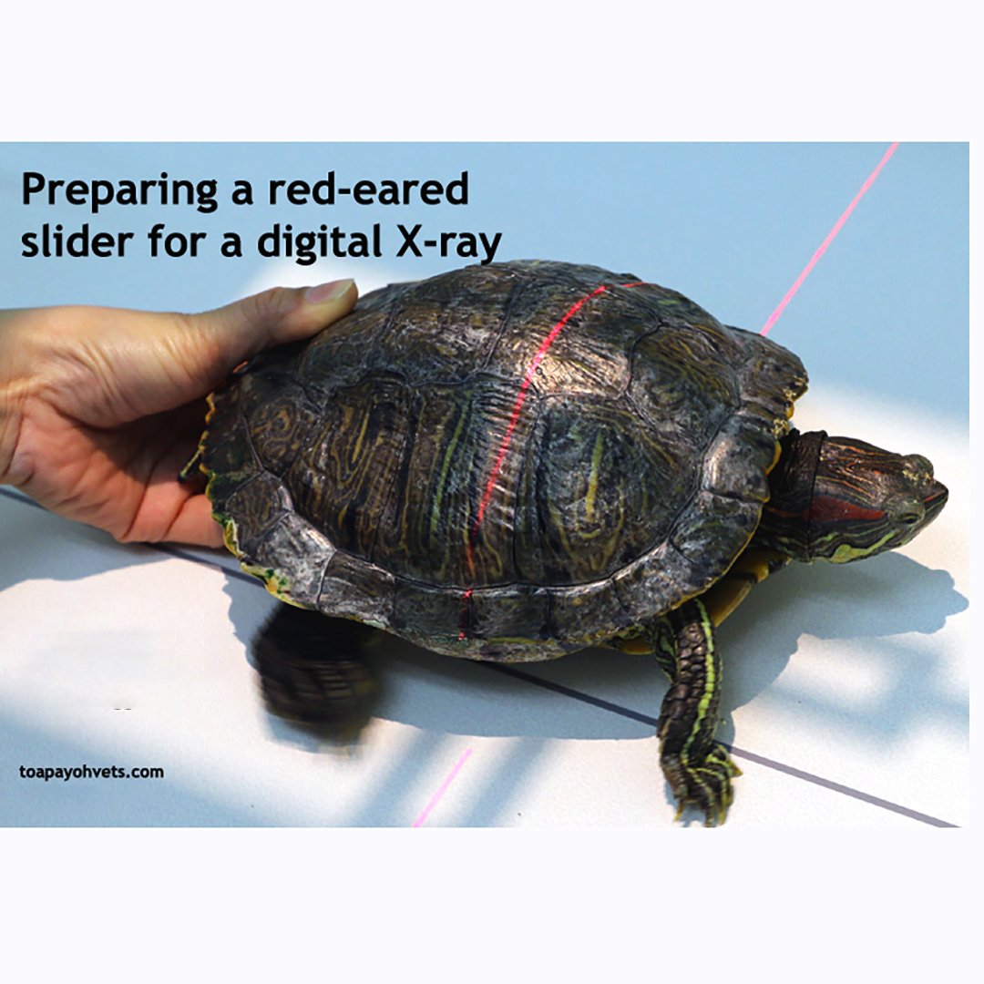 Самка красноухой черепахи