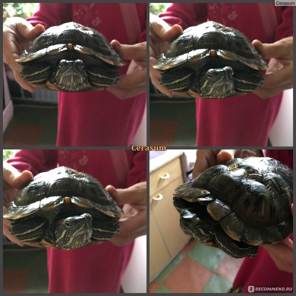 Красноухая черепаха размножение