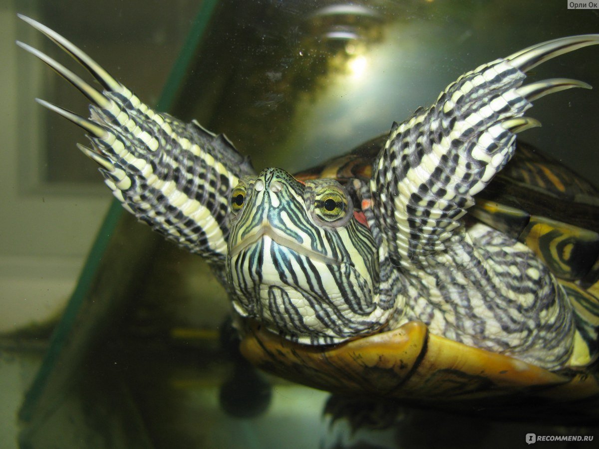 Когти самца красноухой черепахи