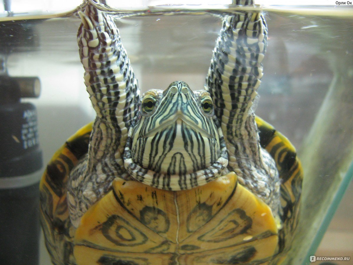 Морда красноухой черепахи