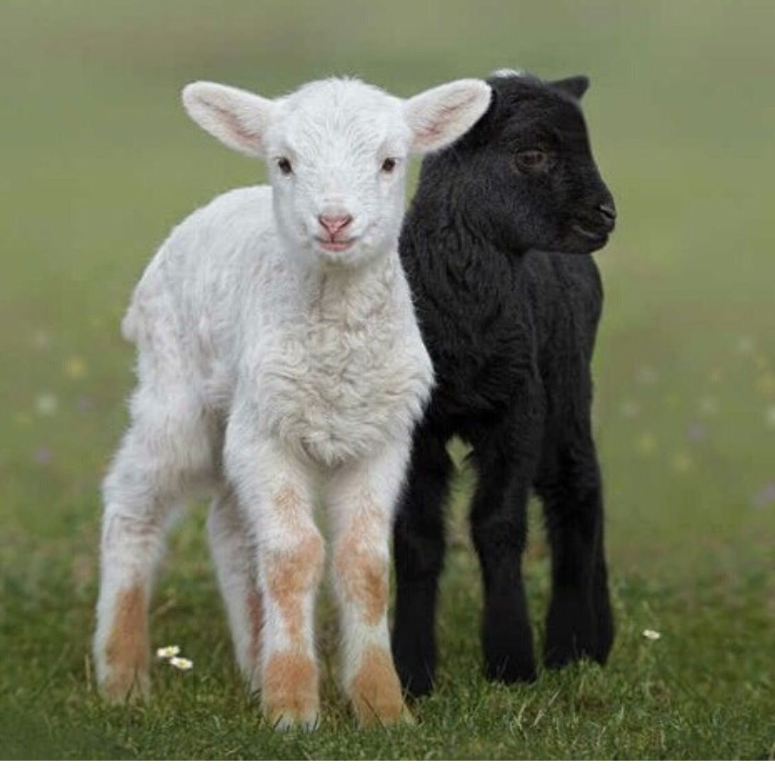 Коза с ягненком