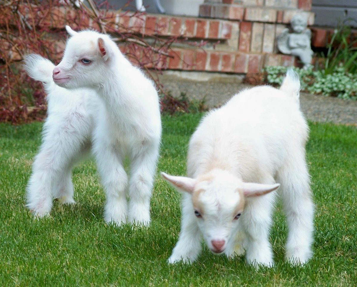 Красивая коза