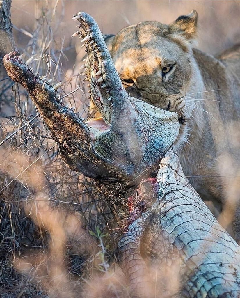 Ягуар и Кайман