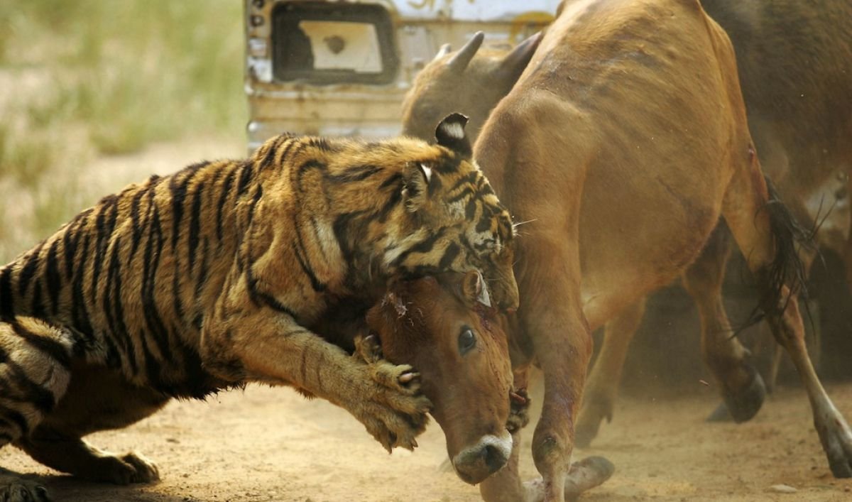 Домашние крокодилы