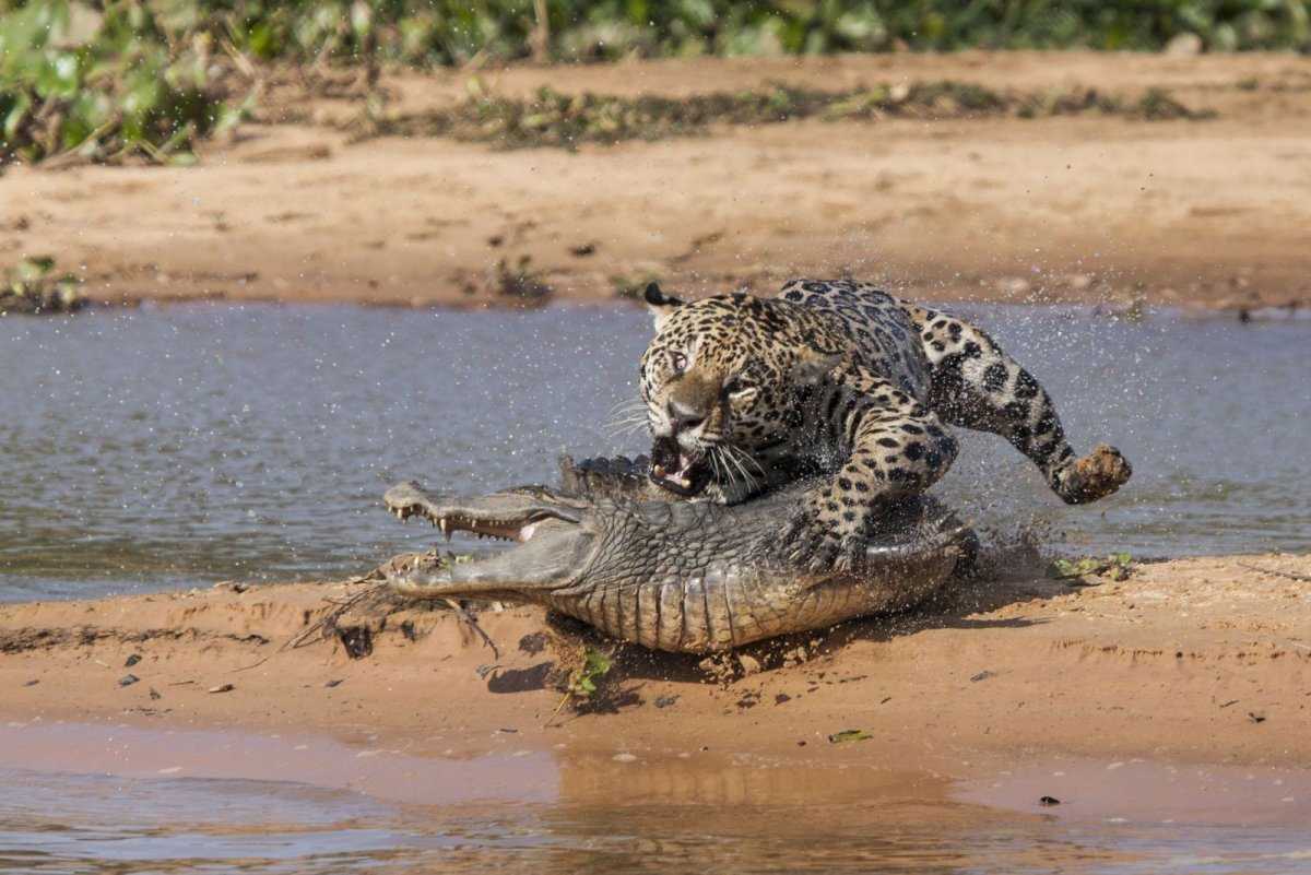 Тигр и кошка