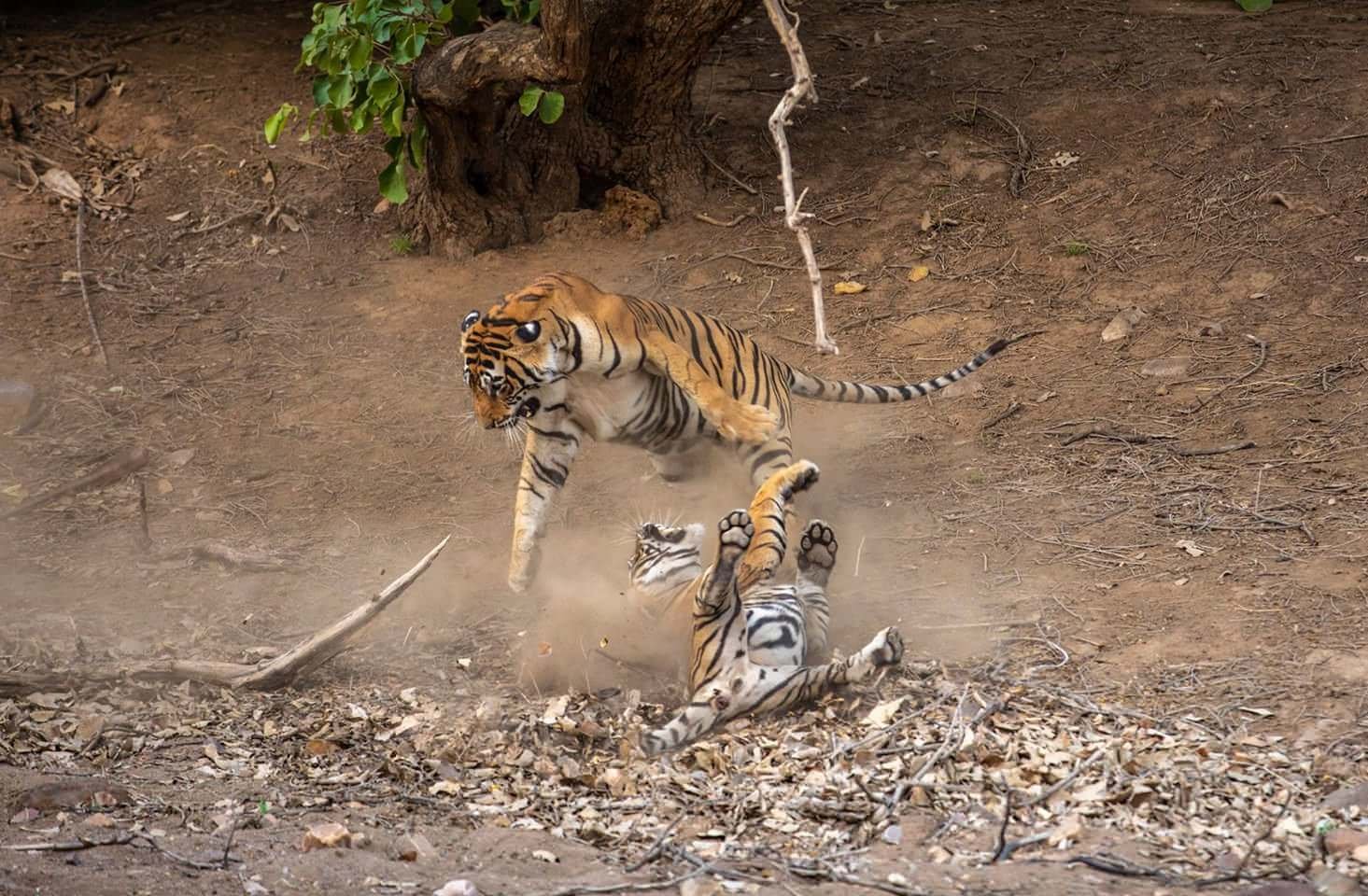 Жестокие схватки. Тигр Раджастхана. Битва тигров. Тигр драка.