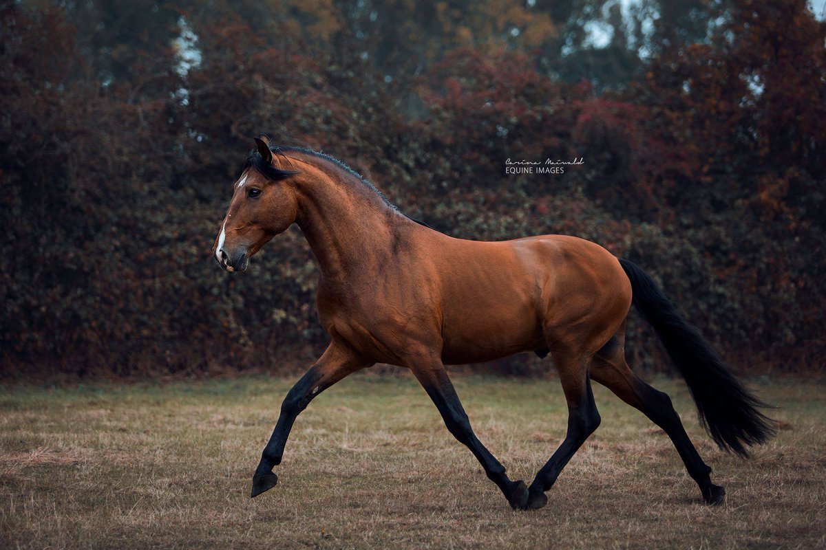 Конь с боку