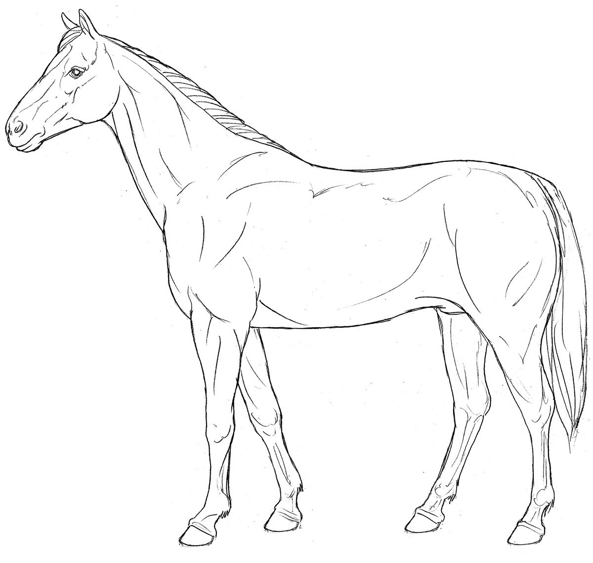 Лайн лошади