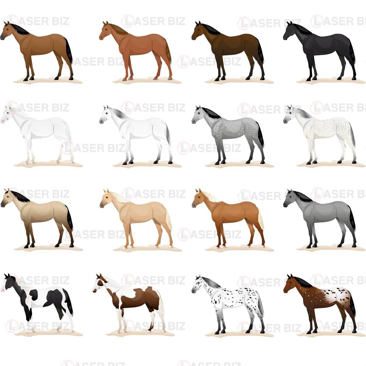 Расцветки лошадей