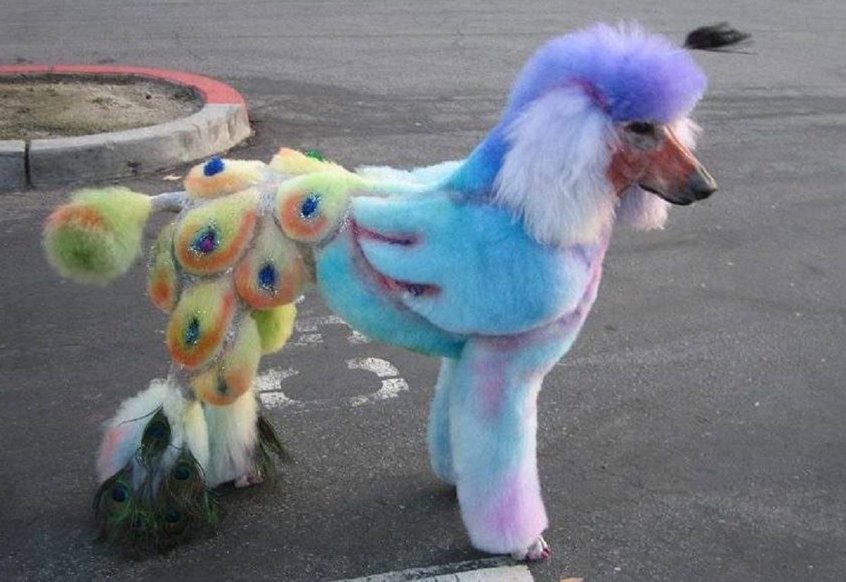 Павлин пудель