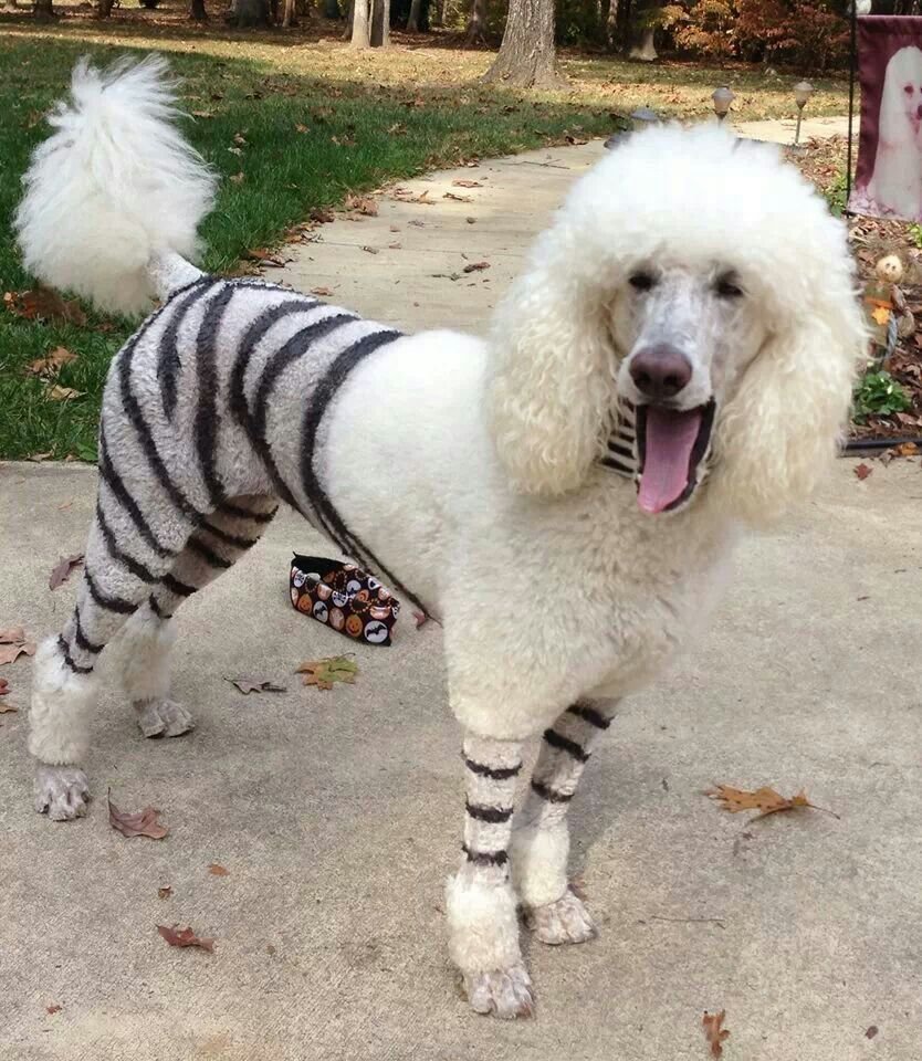 Стрижка карликового пуделя