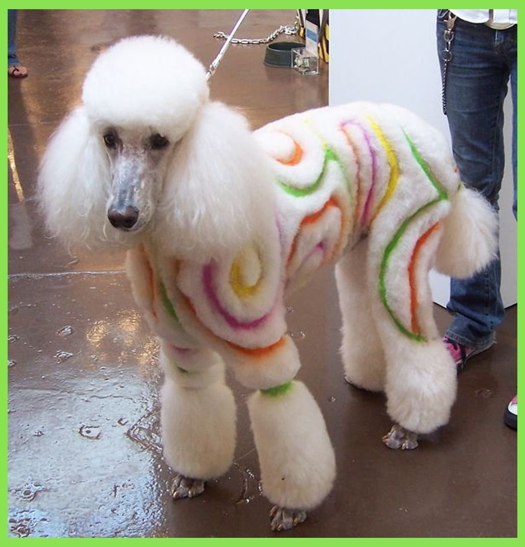 Пудель Сильвер беж