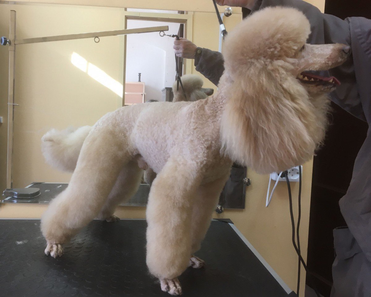 Лама пудель