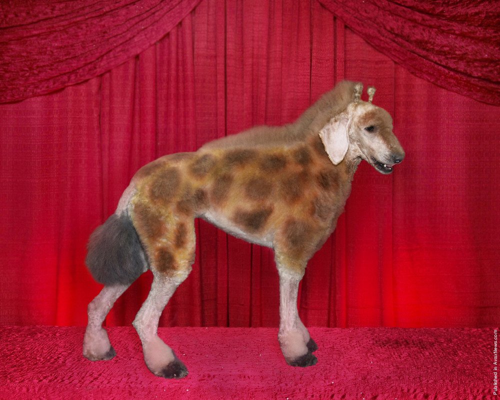 Бишон пудель рыжий