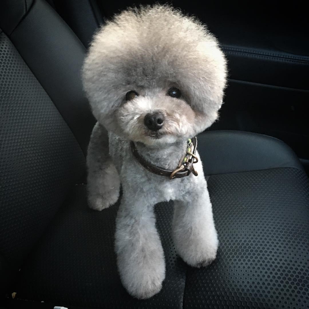 Королевский пудель стрижка Паппи