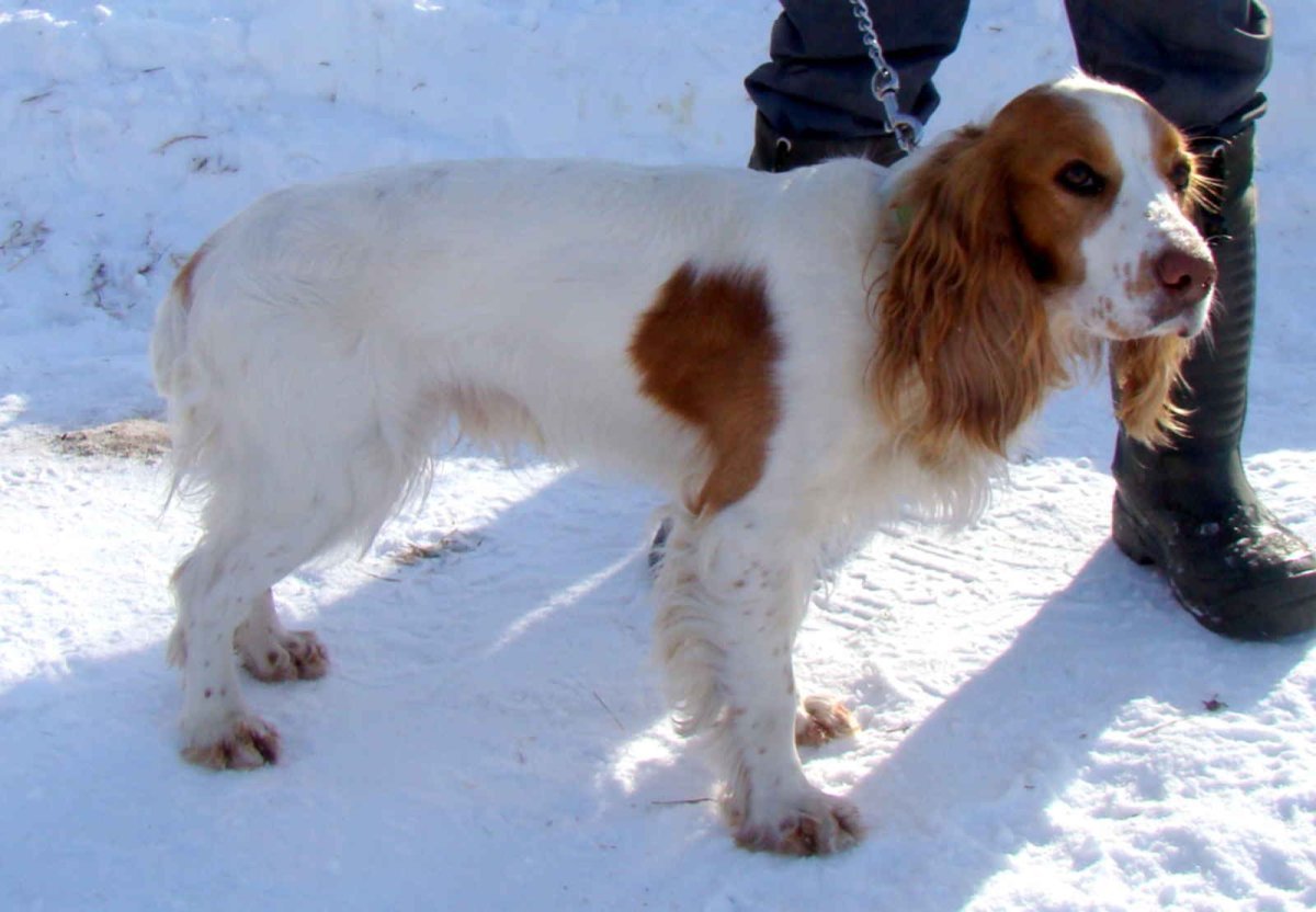 Русский охотничий спаниель рыжего окраса