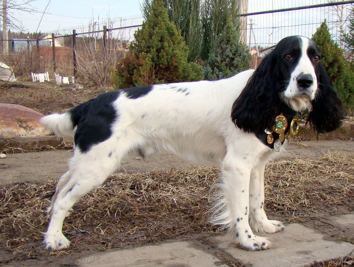 Русский охотничий спаниель белый