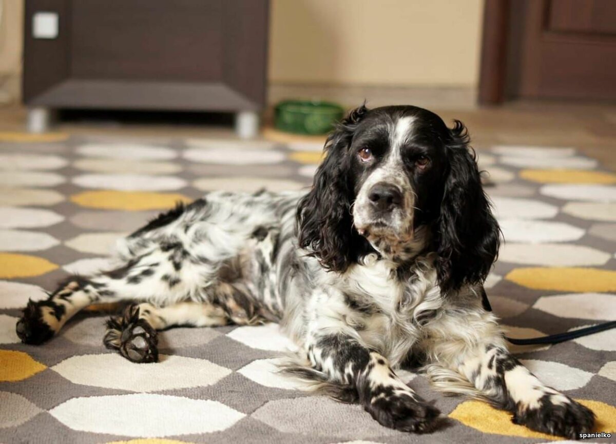 Спаниель коричнево Пегий в крапе