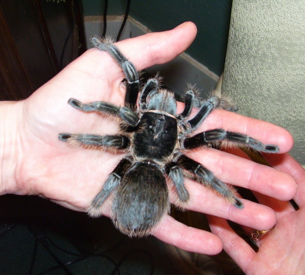 Сибирский птицеед