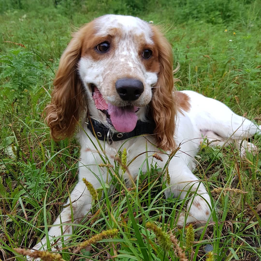 Русский охотничий спаниель Гретта